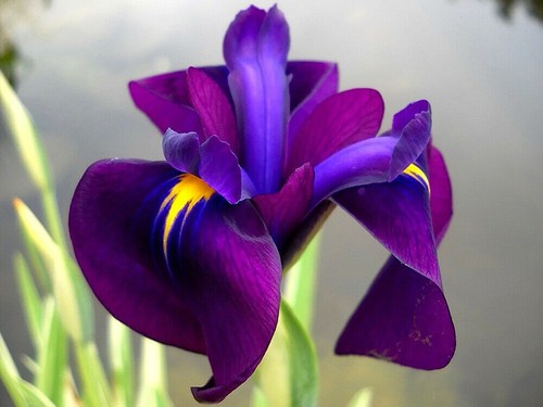 Iris laevigata variegata - iris,