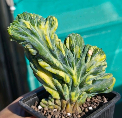 Myrtillocactus geometrizans - myrtillocactus,