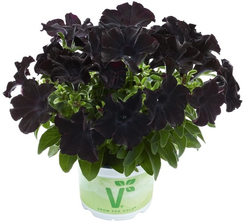 Petunia back black plug - petunia,