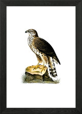 Vintage Goshawk Bird Framed