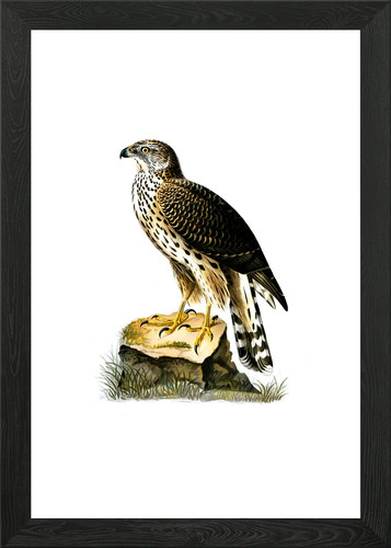 Vintage goshawk bird - vintage, framed