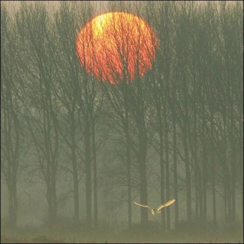 Beautiful barn owl - barn,