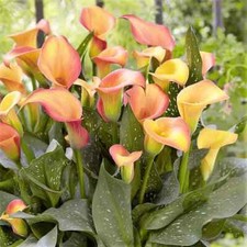 Zantedeschia Morning Sun x 5 Flower Bulbs.Calla Lily.Red/Orange Summer Flowers.