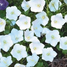 Campanula Pearl White