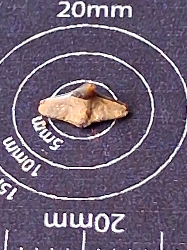 Squatina prima angel - prima, shark