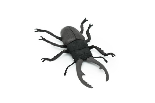 Beetle giant stag - stag,, very