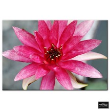 Floral Flowers BOTANICAL   BOX