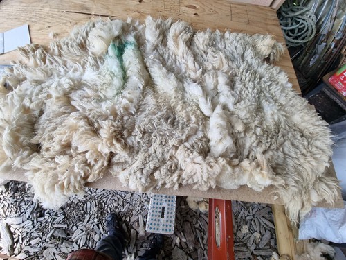 Raw sheep fleece - raw,