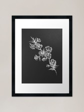 Cherry Blossoms | Botanical