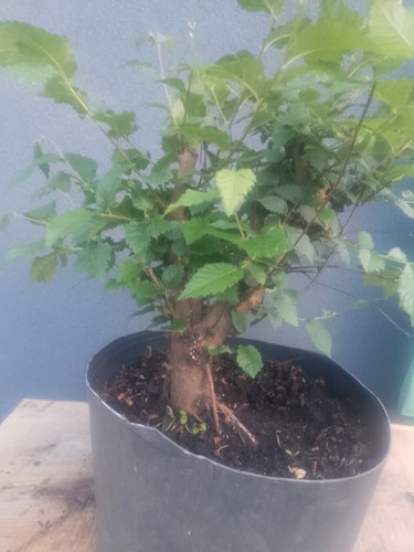 Elm bonsai tree - elm, yamadori