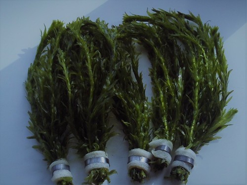 Bunched leaded elodea - leaded, densa