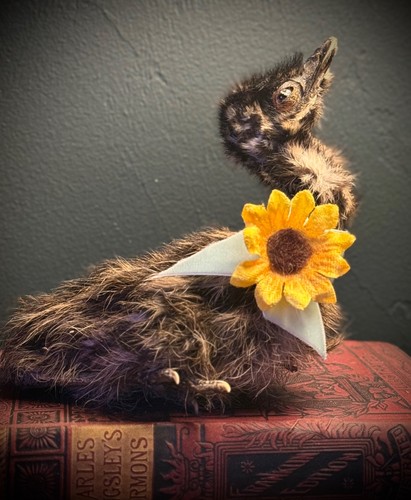 Emu chick mummified taxidermy - emu,