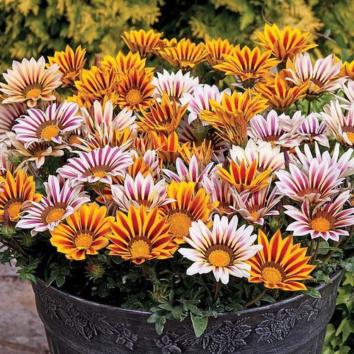 Gazania tiger stripe mix dwarf - stripe,
