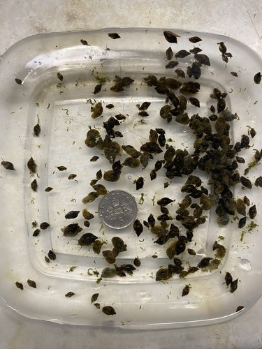 Snails freshwater - snails;),