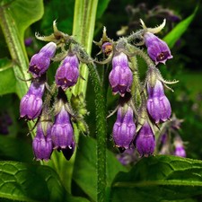 Comfrey bocking 14  Perennial