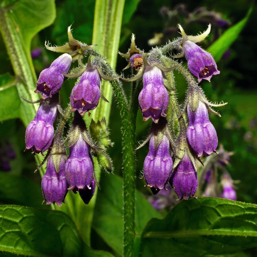 Comfrey bocking perennial - bocking,