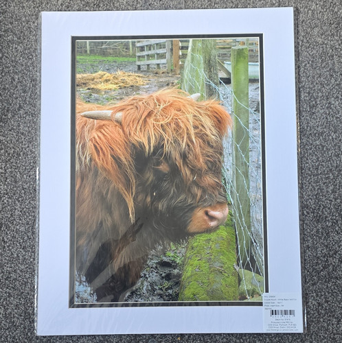 Highland cow photograph in - highland,