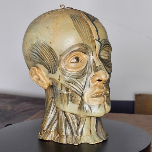 Vintage anatomical head double - vintage,