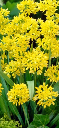 X10 allium moly bulbs corms - moly, bulbs/corms