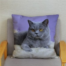 Blue British Shorthair Cat