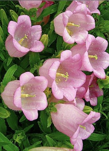 500 campanula pink - 500,