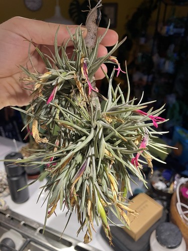 Tillandsia dorotheae type - tillandsia,
