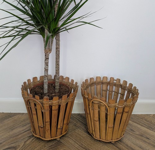 Vintage bamboo cane plant - plant, pot