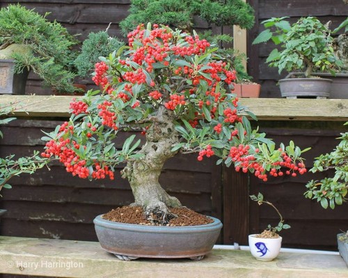 Pyracantha bonsai tree - , in