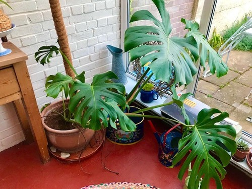 Monstera deliciosa swiss - deliciosa,