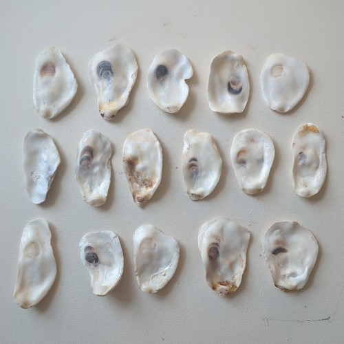 Oyster shell tops - oyster, tops/bottoms
