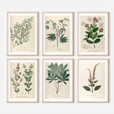 Set of 6 Vintage￼ Repro￼ FLORAL ILLUSTRATION ART PRINTS picture Home - A4 Sized