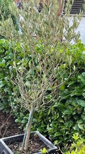 Olive Tree in square frost free planter, 170cm high