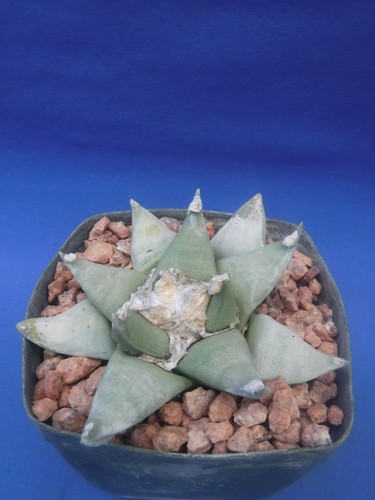 Ariocarpus retusus live cactus - retusus,
