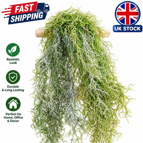 Bushy spanish moss tillandsia - bushy,