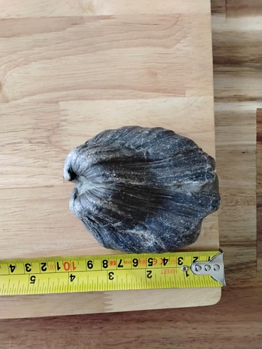 Hippopodium pondarosum fossil - hippopodium,