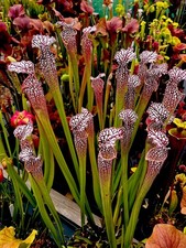 Sarracenia Leucophylla Giant