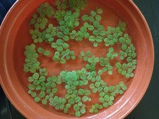 Salvinia Natans Floating
