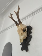 Antlers on top half of skull