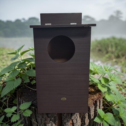 Jackdaws nest box let - box, let’s