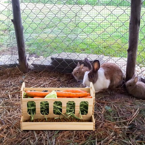 Rabbit hay feeder rack - rabbit,
