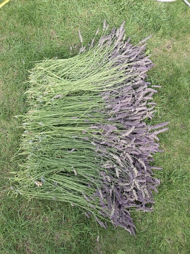 Dry lavender stalks british - lavender,