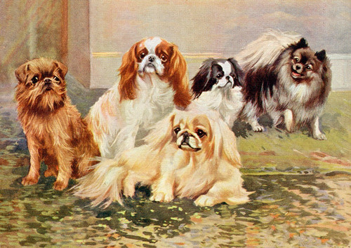 Cavalier dog greeting card - cavalier,