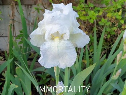 Iris germanica immortality - iris,