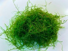 5g Java Moss Live Aquarium