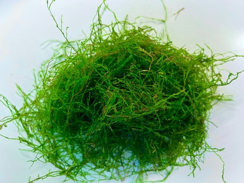 Java moss live aquarium - java,