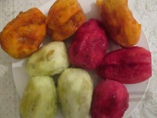 100 MIXED  PRICKLY PEAR SEEDS - OPUNTIA FICUS INDICA