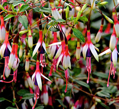 Fuchsia arauco hardy 9cm - -,