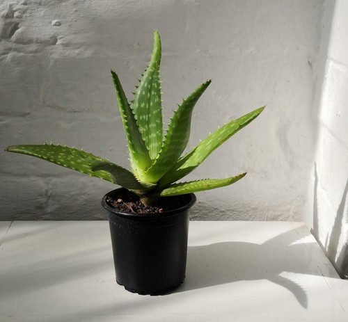 Aloe vera plant malucata - plant,