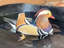 Mandarin Duck THE Ultimate Economy Package (Not hatching eggs)