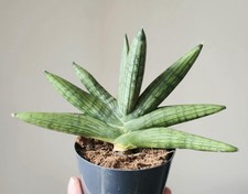 Sansevieria Manee Pot 8.5 Cm